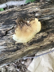 Hohenbuehelia angustata