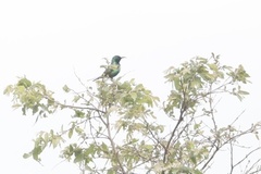 Cinnyris pulchellus pulchellus