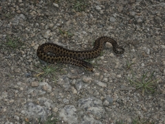 Vipera seoanei