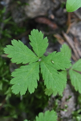 Rubus pedatus