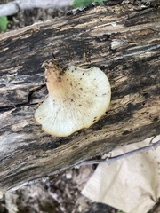 Hohenbuehelia angustata
