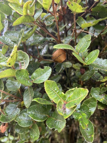 Weinmannia rollottii (Weinmannia rollottii)