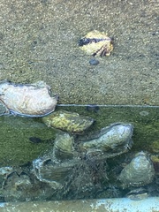 Magallana gigas