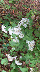 Ageratina altissima