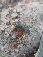 Lepismatidae