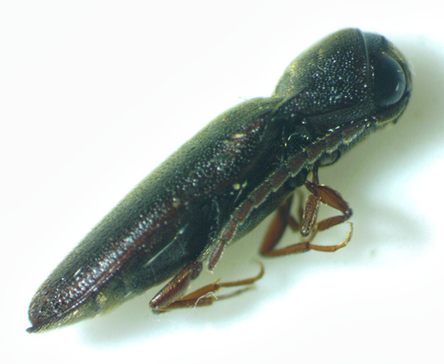 Dirrhagofarsus modestus