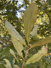 Quercus oglethorpensis