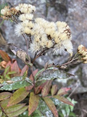 Doellingeria umbellata
