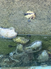 Magallana gigas