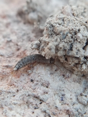 Lepismatidae
