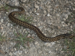 Vipera seoanei