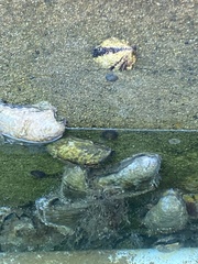 Magallana gigas