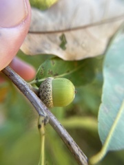Quercus oglethorpensis