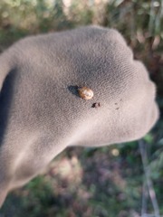 Chinavia pensylvanica