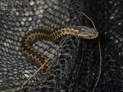 Vipera seoanei