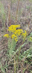 Solidago missouriensis