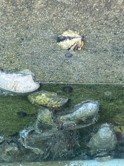 Magallana gigas