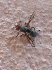 Senopterina caerulescens