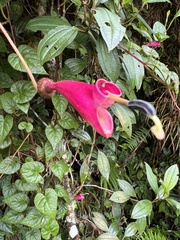 Siphocampylus hispidus