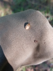 Chinavia pensylvanica