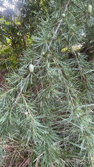 Cedrus deodara
