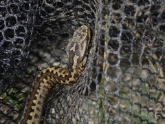 Vipera seoanei