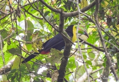 Ramphastos sulfuratus