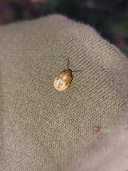 Chinavia pensylvanica