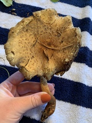 Pholiota