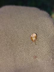 Chinavia pensylvanica