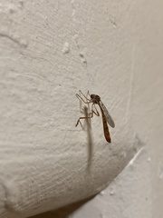 Leptogaster patula