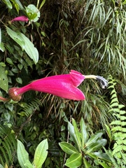 Siphocampylus hispidus