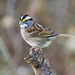 White-throated Sparrow - Photo Shenandoah  National Park, no known copyright restrictions (public domain)