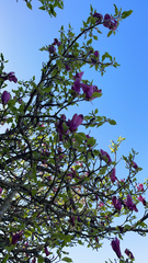 Magnolia × soulangeana