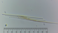 Fragilaria
