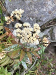Doellingeria umbellata