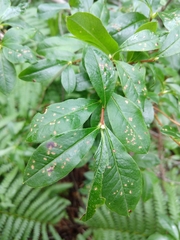 Rhododendron viscosum
