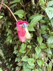 Siphocampylus hispidus