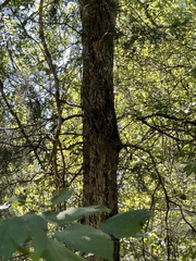 Quercus oglethorpensis