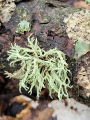 Evernia