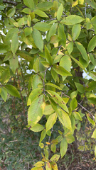 Ulmus alata