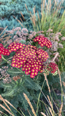 Achillea filipendulina
