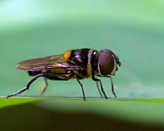 Eristalina
