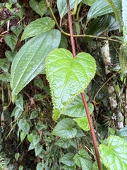 Siphocampylus hispidus