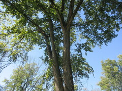 Ulmus americana
