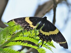 Papilio garamas garamas