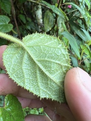 Siphocampylus hispidus