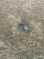 Pachygrapsus crassipes