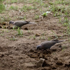 Streptopelia decipiens logonensis