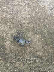 Pachygrapsus crassipes